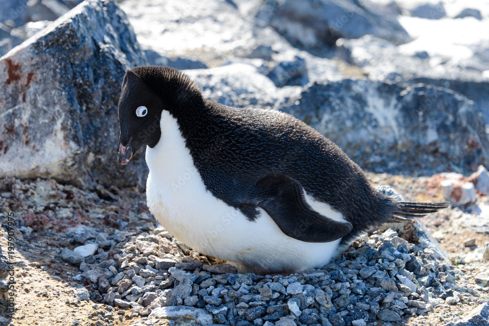 Naklejka premium Adelie penguins in nest