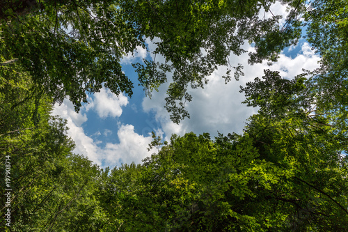 Sky, clouds and trees