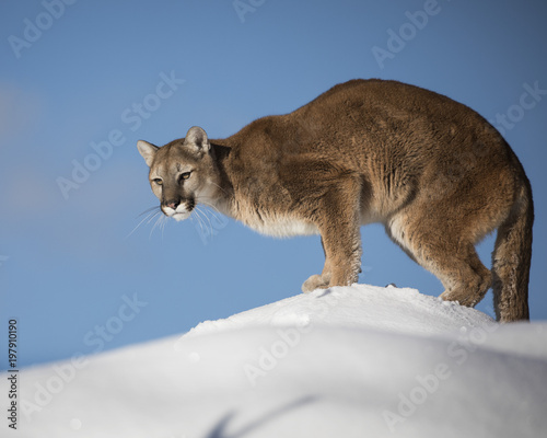 Mountain Lion in the Snow