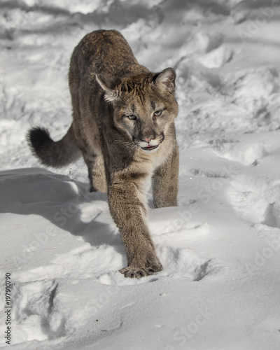 Mountain Lion Cub in the snow on the rocks