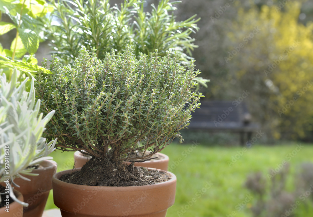 close on thyme potted with sage and rosemary in garden close on thyme potted with sage and rosemary in garden
