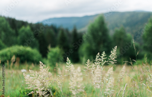 Summer plants and spikes with foggy mountain hills and forest on the background