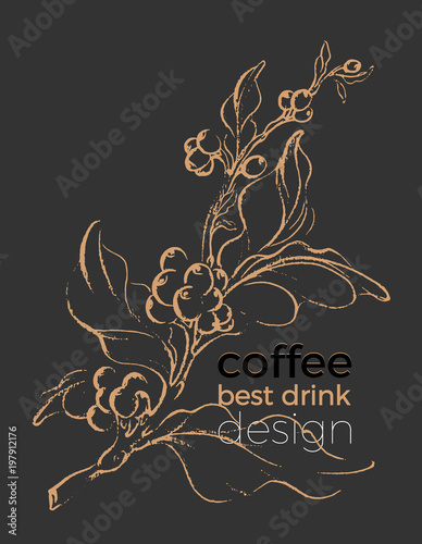 Realistic coffee branch. Botanical contour drawing. Vector