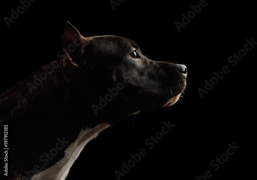 Bild auf Leinwand Portrait of American Staffordshire Terrier Dog, Isolated on Black Background, pr