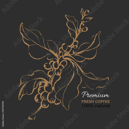 Realistic coffee branch. Botanical hand drawing. Vector