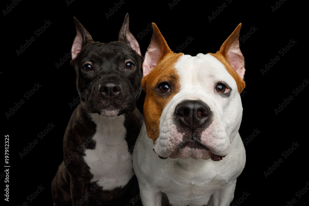 Portrait of Two American Staffordshire Terrier Dogs Stare in Camera on Isolated Black Background, front view