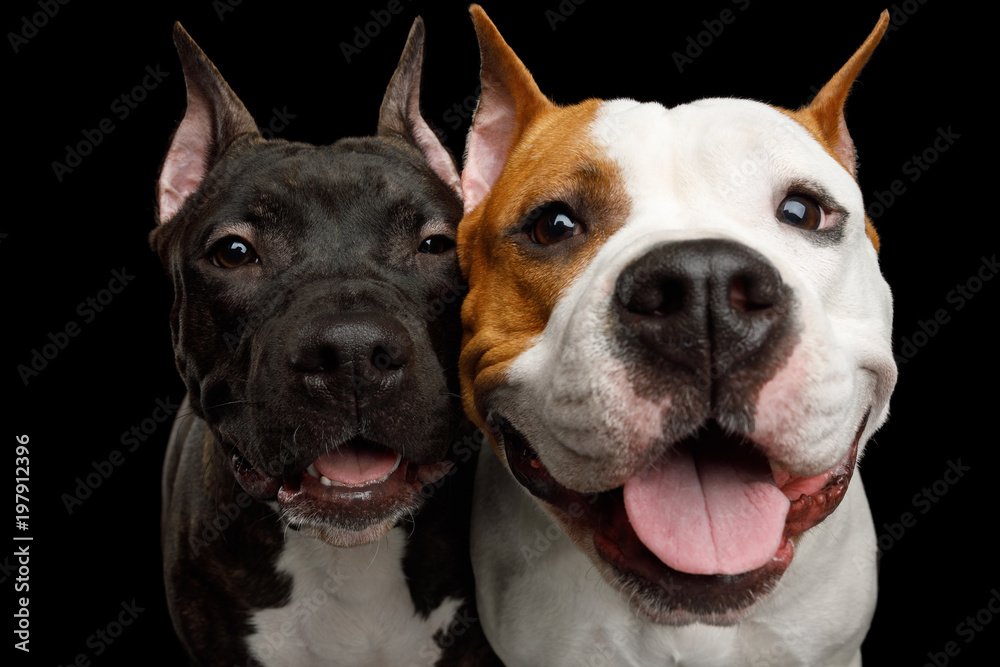 Portrait of Two Happy American Staffordshire Terrier Dogs Stare in Camera and smiling on Isolated Black Background, front view