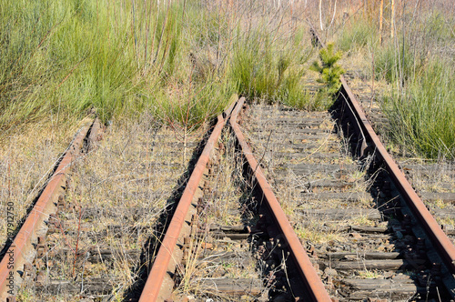 Stare pordzewiałe tory kolejowe na bocznicy zarośnięte trawą i krzakami. photo