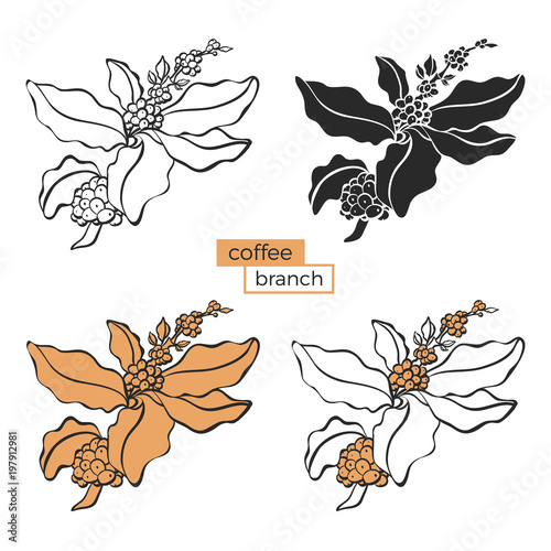 Coffee set of branch with leaf and coffee bean.
