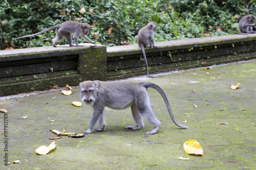 Long-tailed macaque (Macaca fascicularis), the monkey  in Sangeh Monkey Forest in Bali, Indonesia