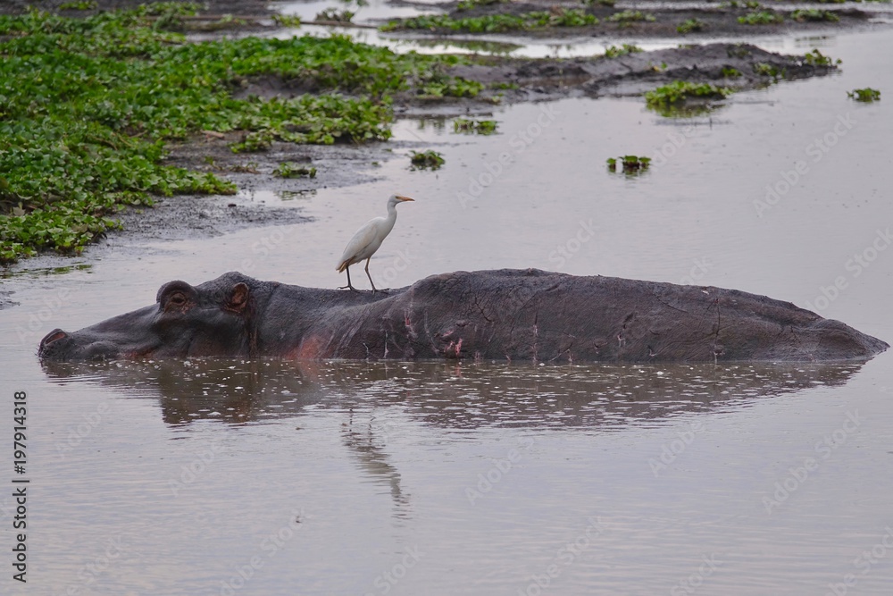 Fototapeta premium Hippopotamus, Lake africa
