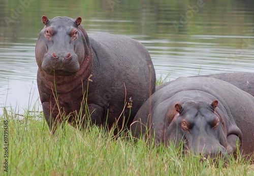 Hippopotamus, Lake africa
