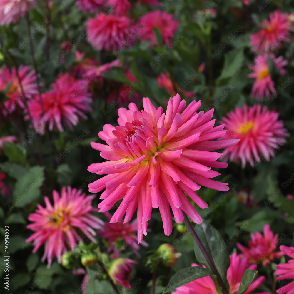 pink dahlia large flowers growing in the flowerbed pink dahlia large flowers growing in the flowerbed