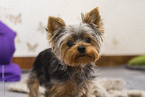 Yorkshire Terrier puppy dog portrait closeup.