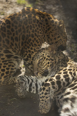 Fototapete Panther Pantherpaar kuschelt eng beieinander  © photoPepp