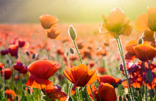 poppy flowers on the field in sunlight. beautiful summer nature background
