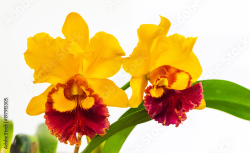 Orquídea close up