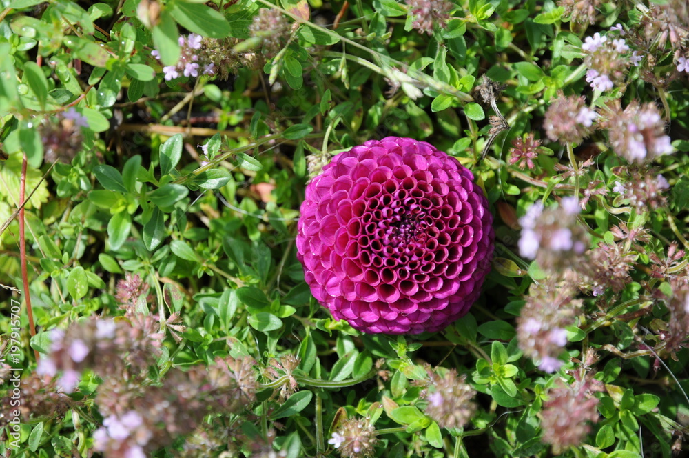 detail of a purple dahlia plant
