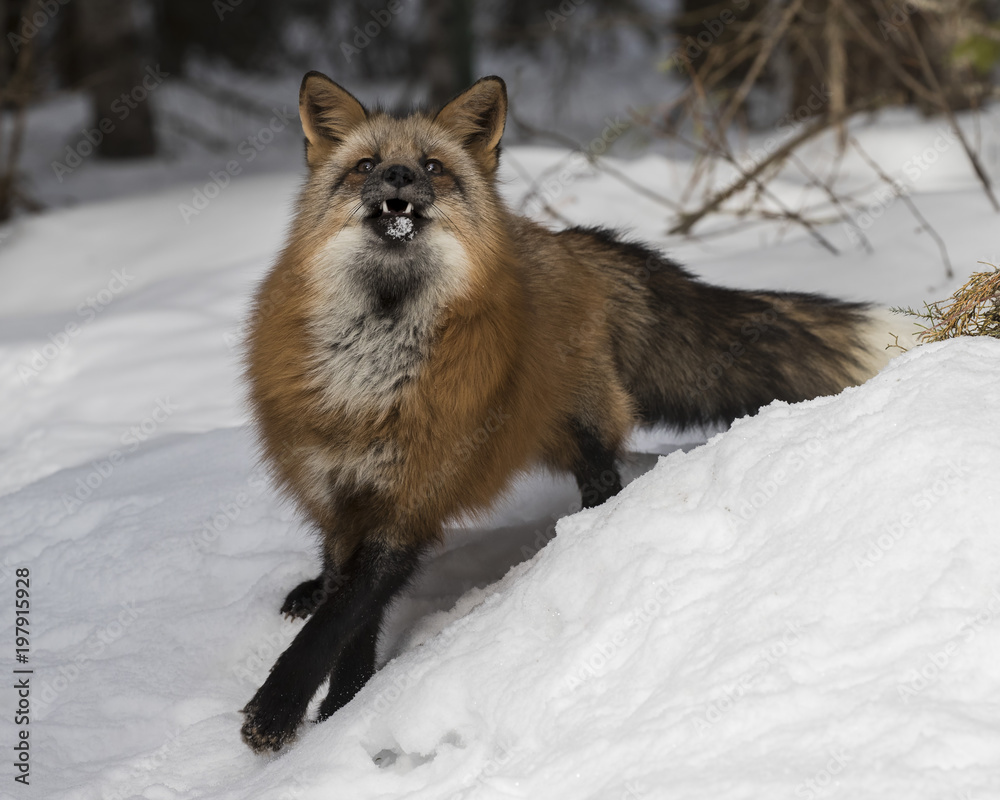 Obraz premium Red Foxes