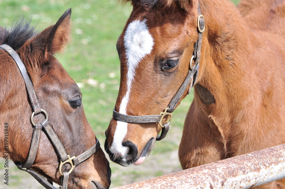 Horses