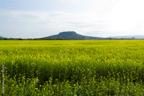 oilseed rape field