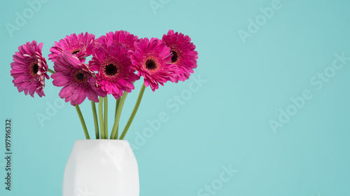 Happy Mother s Day  Women s Day  Valentine s Day or Birthday Pastel Candy Blue Coloured Background. Dark pink gerberas in a vase.