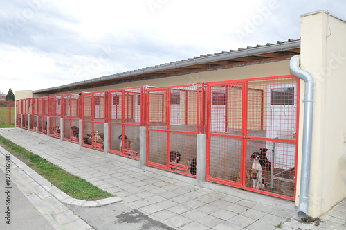 Shelter for stray dogs