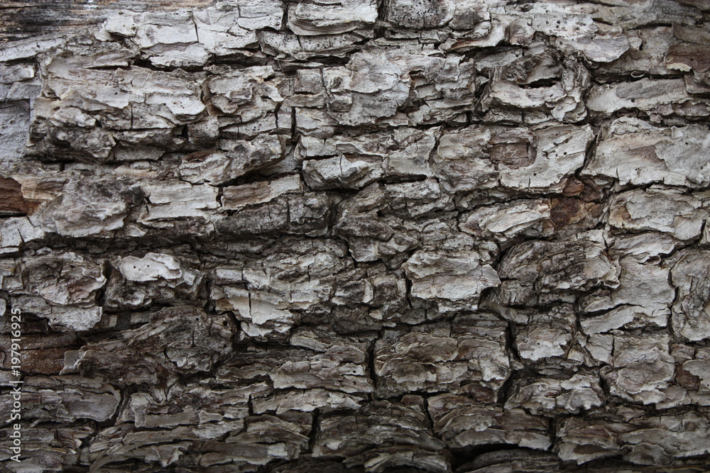 Close up of tree bark for background use. Close up of tree bark for background use.