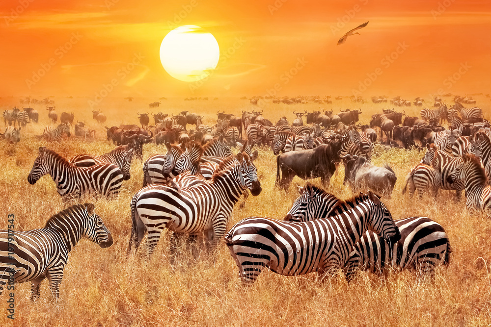 Herd of wild zebras and wildebeest in the African savanna against a beautiful orange sunset. The wild nature of Tanzania. Artistic natural image. - obrazy, fototapety, plakaty 