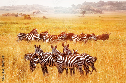 Wild African zebras in the Serengeti National Park. Africa. Tanzania.