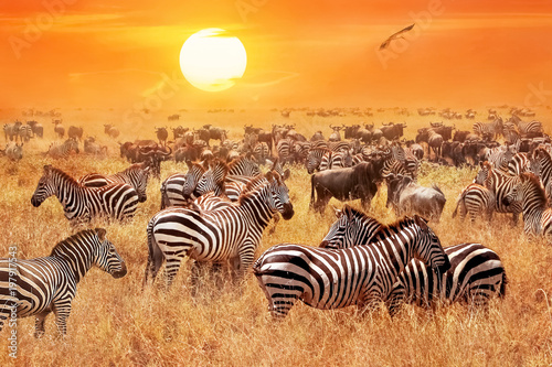 Fototapeta Herd of wild zebras and wildebeest in the African savanna against a beautiful orange sunset. The wild nature of Tanzania. Artistic natural image.