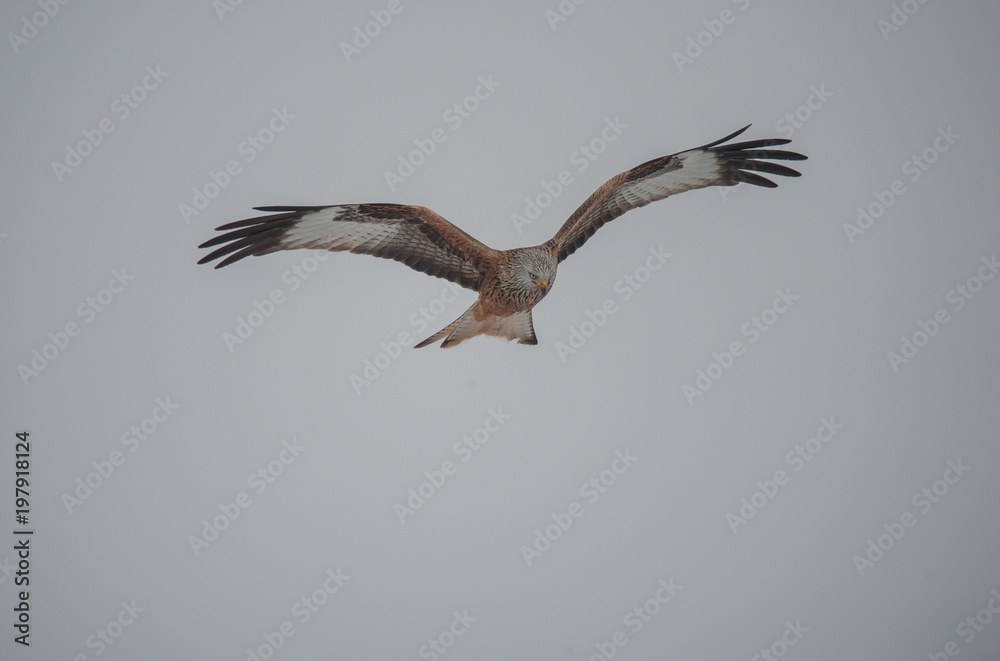 Obraz premium Rotmilan hält nach Beute Ausschau