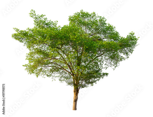 green tree isolated on pure white background . architecture , design and Decoration work .