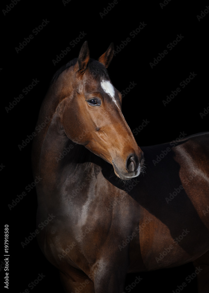 Fototapeta Portret podpalanego konia spojrzenie z powrotem na czarnym tle odizolowywającym