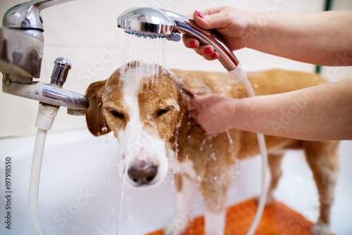 Fototapeta Naklejka Na Ścianę i Meble -  Young adorable white and brown dog being showered in a animal saloon sing by a female worker.