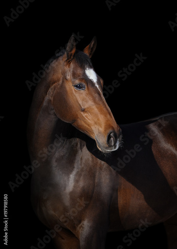 Portrait of a bay horse look back on black background isolated