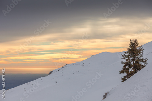 Lone spruce on snowy slope with venetian lagoon in the background, Col Visentin, Belluno, Veneto, Italy