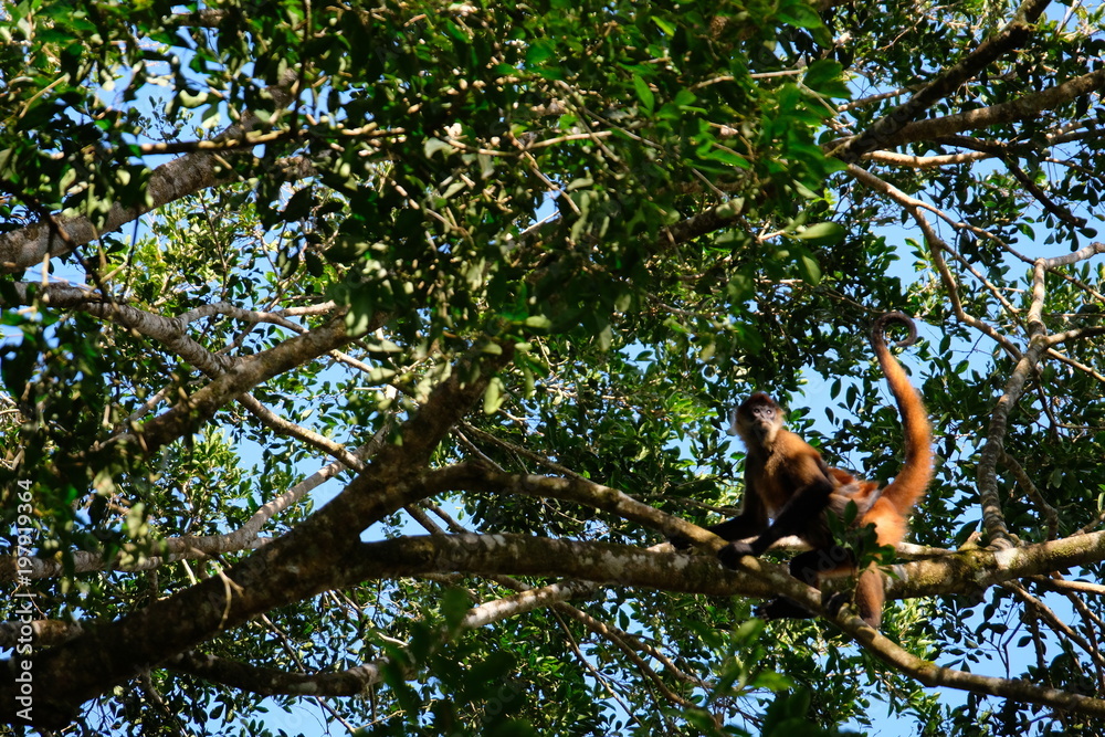Red monkeys in the trees Red monkeys in the trees