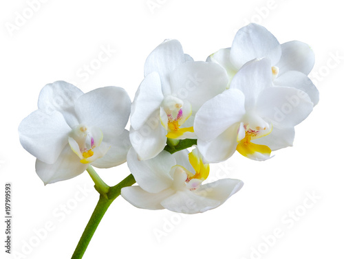 Branch with white orchid flowers isolated on white background