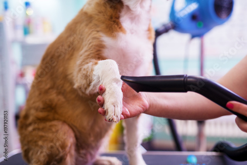close up of a young cute white and brown dogs paws being dried with a fan by a female worker in an animal saloon.