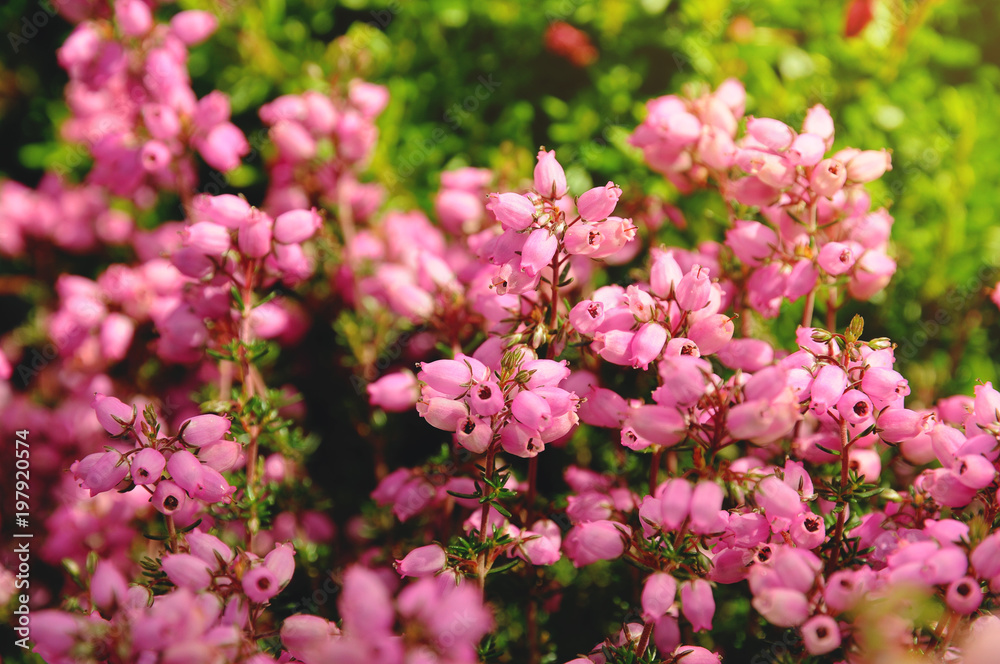 Small cute red and pink flowers background Small cute red and pink flowers background