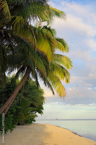 Palm trees at white sand ocean beach in evening light