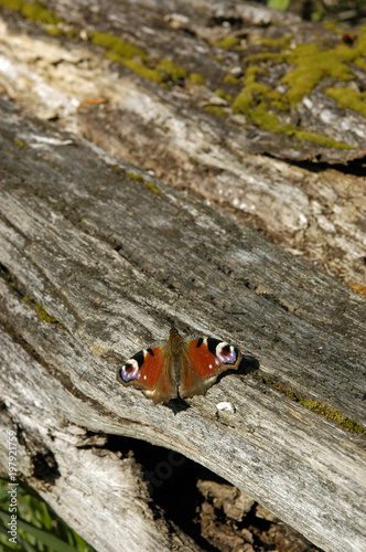 ein pfauenauge sitzt auf einem stück holz photo