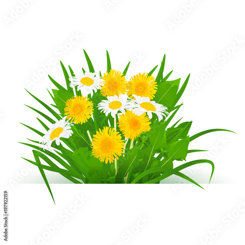 realistic bouquet of dandelion flowers with chamomile leaves and grass on a white background.