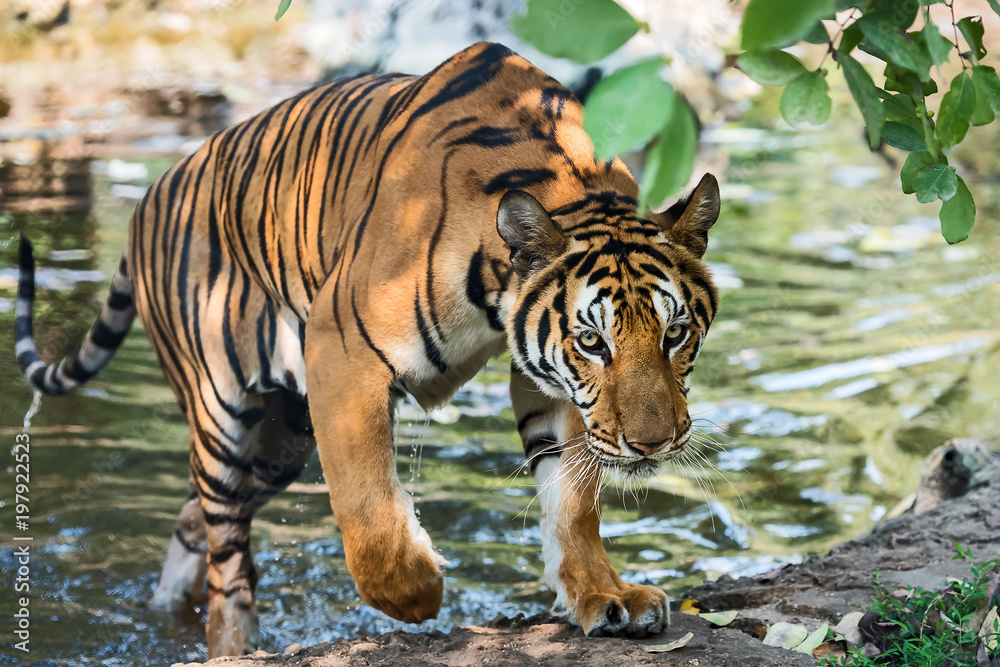 Fototapeta premium Close up tiger.
