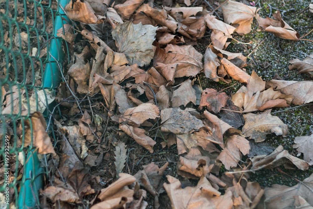 autumn leaves fallen background autumn leaves fallen background