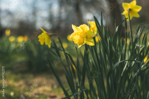 Fototapeta Naklejka Na Ścianę i Meble -  daffodils in spring 