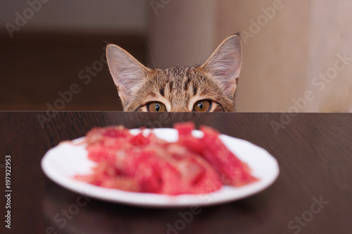 cat thief