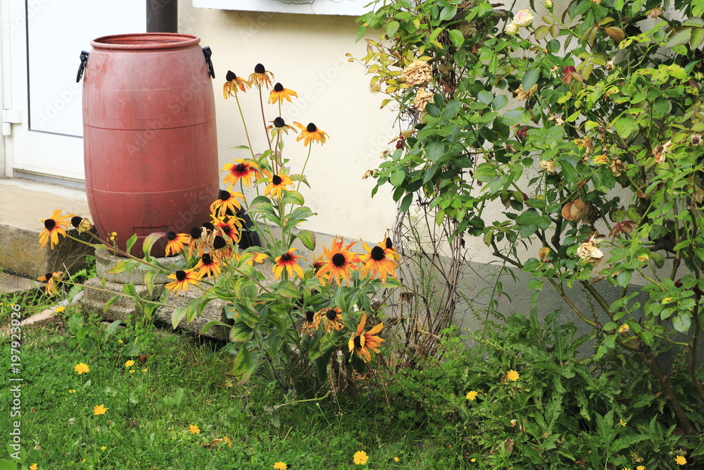 Fototapeta premium Prärie Sonnenblume, Sonnenhut, Ratbida pinnata mit Rosenhecke und Regentonne im Garten