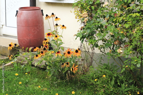 Fototapeta Naklejka Na Ścianę i Meble -  Prärie Sonnenblume, Sonnenhut, Ratbida pinnata mit Rosenhecke und Regentonne im Garten